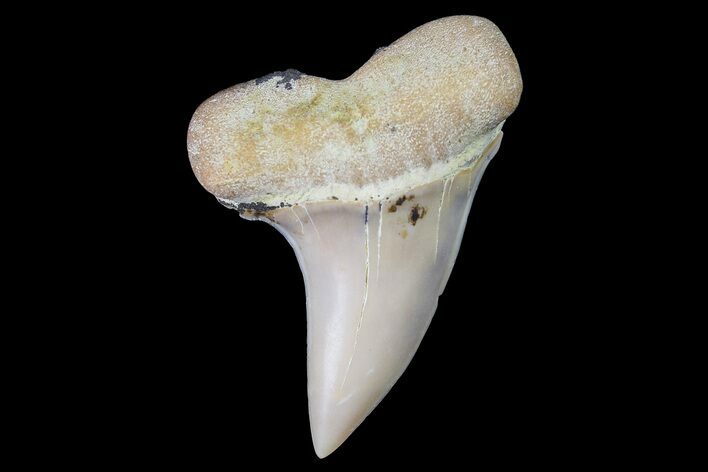 Fossil Shark Tooth (Carcharodon planus) - Bakersfield, CA #178293